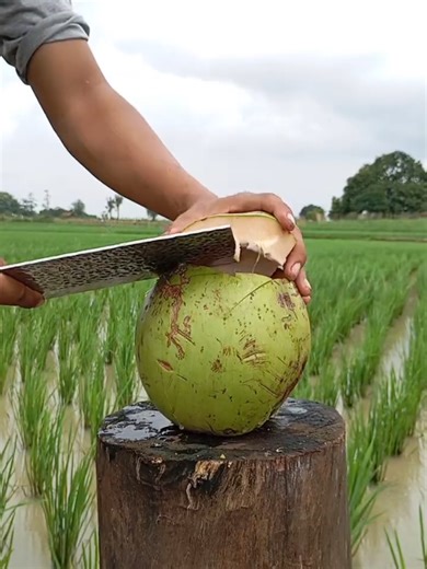 Coconut Peeling Skills: Master the Art of Coco