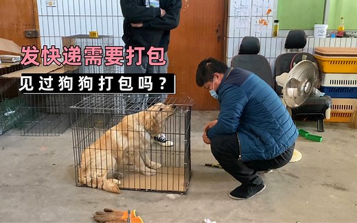 邮寄狗狗需要怎么个流程？有见过给狗狗打包发货的吗？