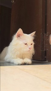 tera chara | cute persian cat | white cats are so cute | cats love | baby cat #catworld #lovelycat