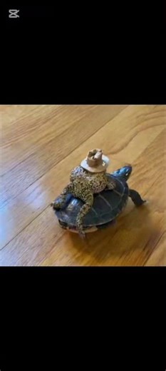 frog riding a turtle
