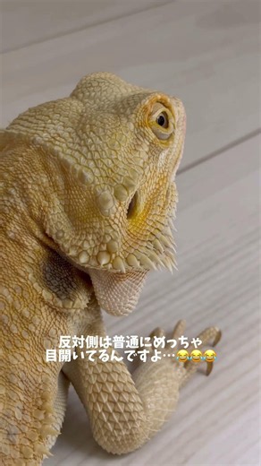 得意技は寝たフリ #ペット動画 #爬虫類 #beardeddragon #フトアゴヒゲトカゲ #reptiles