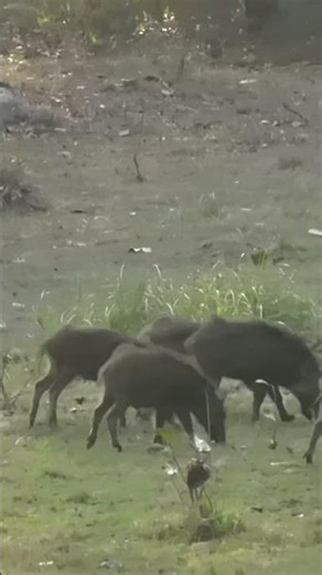 Wild Boars seen in a jungle