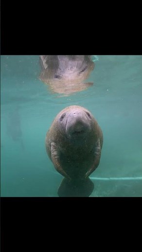 Surfacing manatee #manatee #manatees #crystalriver #wildlife #dugong