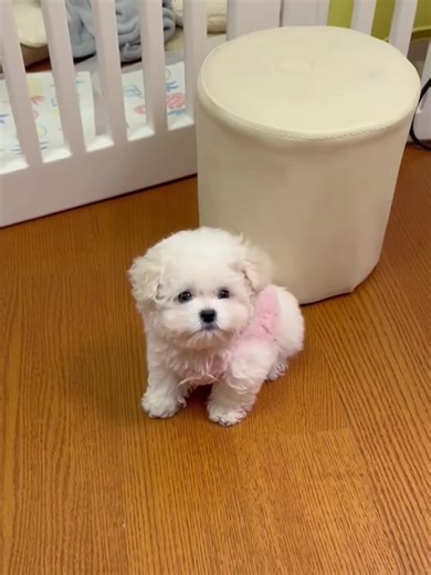 🥺🥺#CapCut #cunyeu #fyp #dog #cute #pet #thucung #poodle #funny#funnyvideos #yourpetstory