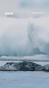 Incredible orca hunt 🤯 FROZEN PLANET II: In a fragile world of beauty and hostility, nature finds a way to survive and thrive. Sir David Attenborough explores a planet on the brink of major change. #Orca #KillerWhale #Seal #Nature #DavidAttenborough #Throwback | BBC Two