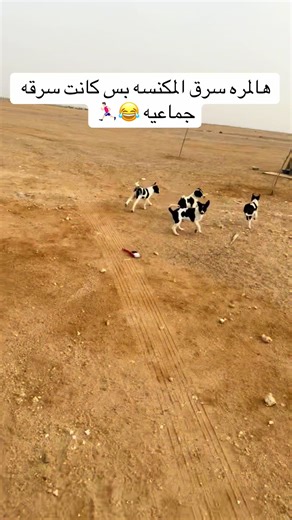 ‏#creatorsearchinsights #cat #kitten #dog #كلاب