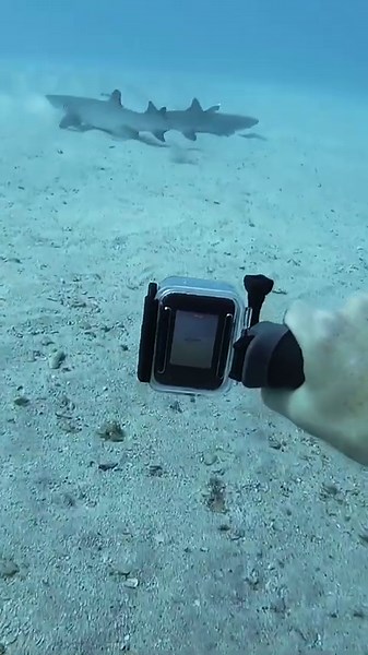 What happens when you treat sharks like pets