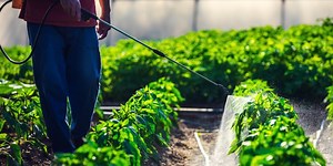 27 Tanaman yang Bisa Dijadikan Pestisida Nabati