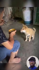 2.8K views · 758 reactions | Cute dogs stories compilation | Petsux | Facebook