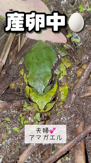 A Record of Tree Frog Spawning to Froglet Emergence #frogs #natureobservation #summerbreak