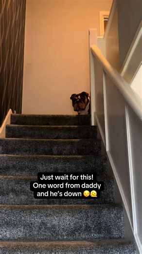 Hilarious Moments with Gary the Bulldog and Daddy