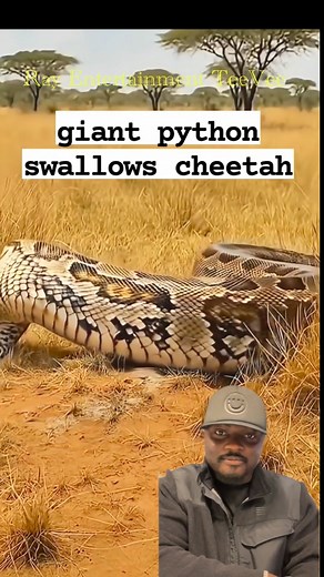 1.3K views · 30 shares | The Python sees a Cheetah, goes after it and swallows it but what came after that, surprises me. #public #python #Ray Entertainment TeeVee | Ray Entertainment TeeVee | Facebook