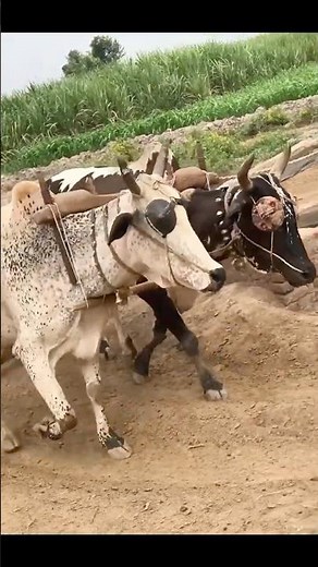 300-Year-Old Irrigation Technique Still Used Today | Bulls Help Water Crops!