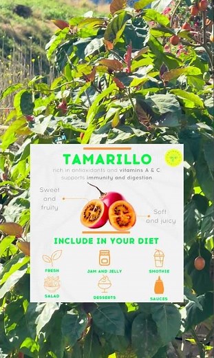 Tree tomato — tiny, tangy, and full of nutrients. A little fruit with big health benefits. 🍅✨
