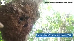 25K views · 96 reactions | BIG AS A THUMB: Take a look at Wallace’s Giant Bee. It’s the biggest bee in the world and hasn’t been seen in over 30 years...until now.  | azfamily 3TV CBS 5 | Facebook