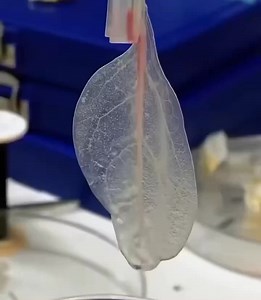 A heart made of Spinach. Called Doctrine of Signatures it's the historical belief that shape, color, or structure of a plant reveals its healing properties correlating with parts of the human body. Spinach is associated with the muscles and the heart is the largest = Popeye. | Cardiophilia