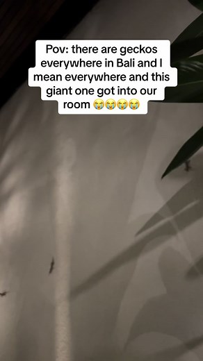 Giant Gecko Encounter in Bali | Chirping Noises Everywhere