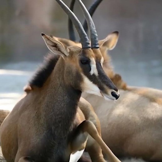 The Magnificent Sable Antelope: 4 Subspecies You Need to Know!
