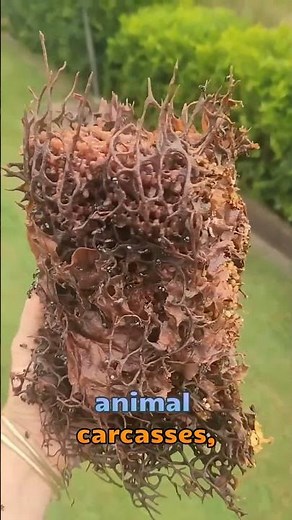 Vulture Bees: Nature's Unlikely Honey Makers