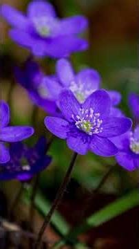 Antonio Vivaldi - The Four Seasons - Spring