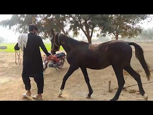 Beautiful horse 🐴