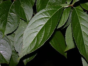 Eucommia - Alchetron, The Free Social Encyclopedia