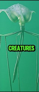 Magnapinna Squid: The Alien of the Deep Sea