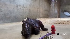 4-week-old rhino rolls around Denver Zoo