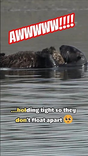 Most Adorable Sea Otter Mom & Baby Duo