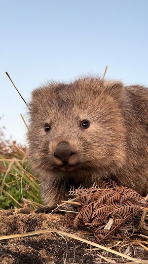 Wombats Living Their Best Life: Eat, Sleep, and Scratch