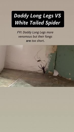 Daddy Long Legs VS White Tailed Spider Fight: Are They Spiders or Insects?