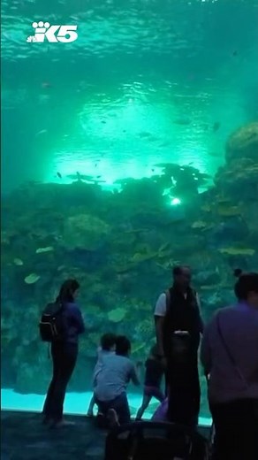 Seattle Aquarium's stunning Ocean Pavilion expansion