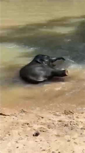 OMG ! Look! Hug Khun didn’t know how to swim😂 #elephant
