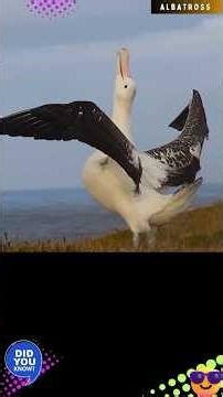 ALBATROSS | SNOWY ALBATROSS | WANDERING ALBATROSS (AUDIO)@DISCOVER WHATZ UNIQUE#Pacific #WoRMS #IUCN