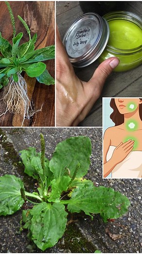 1.5K views | If you have this leaf you have gold and you don't know. It grows literally everywhere, but most people have no idea...  | Simple Living Solutions | Facebook