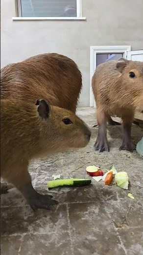 Most Adorable Capybara Snack Break 🐹 The View You Can’t Resist”