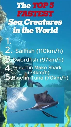 The TOP 5 FASTEST Sea Creatures in the WORLD