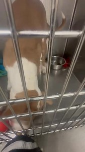 13 shares · 15 comments | MIAMI FL- 7 year old spayed female tan/white terrier DITSEY #A2639500 ‼️‼️‼️Please see below - adoptions are made in person at at the shelter Miami Dade Animal Service 3599 NW 79th Avenue, Doral, Florida 33122 Call (305) 884-1101 or email adoptmiamipets@miamidade.gov | Urgent Dogs and Cats of Miami | Facebook