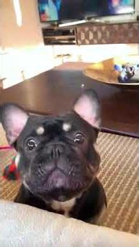 Interesting dogs make people happy.#dog