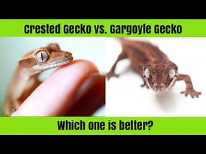 Crested Geckos Vs. Gargoyle Geckos (Similarities & Differences)