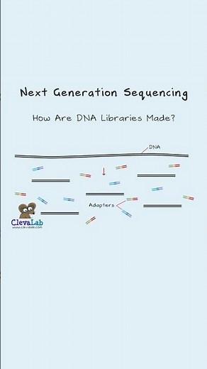 How are DNA Libraries Made for NGS?