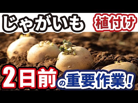 じゃがいも【種芋づくり】芽だし・切り方をイラストで徹底解説！植付け2日前がおすすめです！