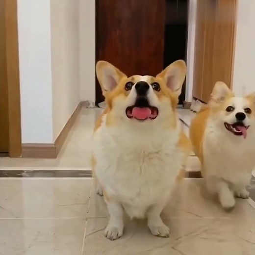 Doggy Disc Ball – Interactive Toy For Pups