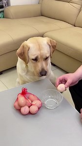 459K views · 8.9K reactions | Gouzi It’s only three things. If I don’t follow you, it’s not over yet 藍藍 #viral #funny #doglover #guozi | Rourou Dog | Facebook