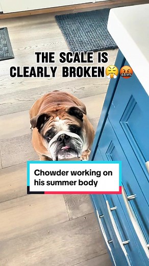 Now that the pups are getting older, we’re doing all that we can to keep them healthy and fit! We’re watching their weight, trying new food/supplements and and finding new ways to burn calories! For our friends with older pups, we would love to hear what’s working for you, if you would line to share. Have a freat day! Recipe Below INGREDIENTS \t•\t1 1/2 cups brown rice \t•\t1 tablespoon olive oil \t•\t3 pounds ground turkey \t•\t3 cups baby spinach, chopped \t•\t2 carrots, shredded \t•\t1 zucchi