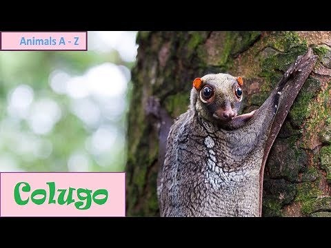 Colugos (Galeopterus variegatus) - "Flying Lemurs"