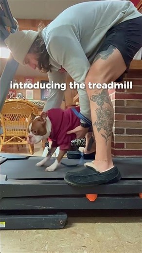 trying to get otis into the gym in 2026