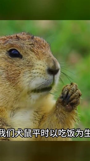 草原犬鼠在表演！持續性精神失常，讓觀眾哈哈大笑 #动物世界 #动物解说 #科普 #纪录片 #搞笑