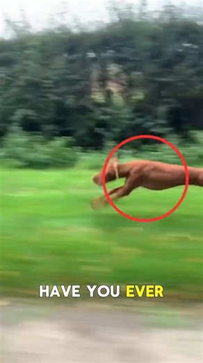 What Is the Fastest Animal in the Planet?