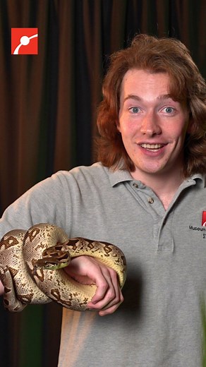Museum of Science on Instagram: "Why are Dumeril’s boas patterned in black, brown, and tan? These snakes’ markings help them blend in with leaves, allowing them to hide on the forest floor while they wait to ambush their prey! #Snake #Reptile #Science #Zoo #boaconstrictor"